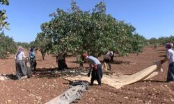 Metrekareye 413 kilogram yağış düşen Gaziantep'te 'yeşil altın' için yüksek rekolte beklentisi