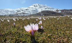 Muş Ovası, baharın müjdecisi çiğdemlerle süslendi
