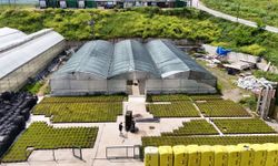 Samsun'da çöpten elde edilen ısıyla seralarda çiçek üretiliyor