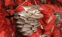 Samsun'da girişimci kadınlar yılda 60 ton istiridye mantarı üretiyor