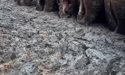 Sanal medyada tepki çeken besi çiftliğinde denetleme