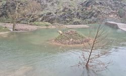 Suyla çevrili alanda mahsur kalan köpeği itfaiye eri kurtardı