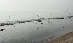 Tekirdağ'da deniz 7 metre çekildi; 'Kral Yolu' ortaya çıktı