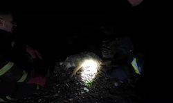 Tilki, kendisine çarpan aracın tamponuna sıkıştı