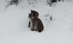 Vaşak ailesi dron ile görüntülendi