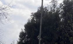 Yaban hayatı gözlemcisinden leyleğin bozulan yuvası için çağrı