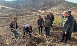 Yangında 10 şehidin verildiği ormanda yeniden ağaçlandırma çalışması başlatıldı