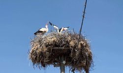 Yaren Leylek, eşi Nazlı ile de buluştu