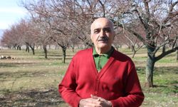 Zirai dondan etkilenen kayısıda bu yıl yüksek verim bekleniyor