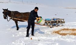 Zorlu kış şartlarında yaban hayvanları için atlı kızakla yem taşıdı