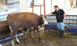 1 ton 130 kiloluk kurbanlık dana, 450 bin liraya satışa çıkartıldı