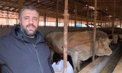 1,1 tonluk kurbanlık boğa 'Paşa', 500 bin TL'den satışa çıkarıldı