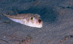 6 yılda 665 bin balon balığı yakalandı, 50 milyon bireyin sisteme girişi önlendi