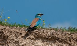 Adıyaman'da gökkuzgun görüntülendi