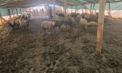 Ağıla giren kurt, 40 koyunu öldürdü