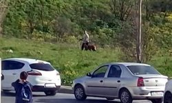 Avcılar'da köpeğine kemerli şiddet uygulayan kişi yakalandı