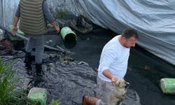 Aydın'da çilek sulama havuzuna düşen 5 yavru köpek kurtarıldı