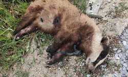 Aydın'da nesli tehlike altında olan Avrupa porsuğu silahla öldürüldü