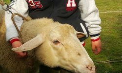 Babasının hediye ettiği kuzuyla çiftlik kurdu