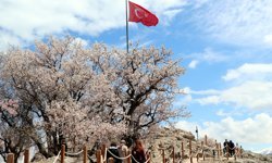 Badem ağaçlarının çiçekleriyle güzelleşen Akdamar Adası'nda turist yoğunluğu