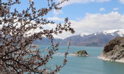 Badem ağaçlarının çiçekleriyle güzelleşen Akdamar Adası'nda turist yoğunluğu/Ek fotoğraflar