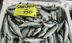 'Balıkta hızlı avcılık pek çok sıkıntıyı beraberinde getirdi'