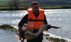 Barajda bitkilerin arasında mahsur kalan yaralı pelikanı itfaiyeciler kurtardı