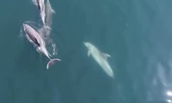 Bartın'da yunuslar cep telefonuyla görüntülendi