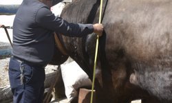 Besi çiftliğinin gözdesi 1 ton 180 kilo ağırlığındaki 'Poyraz', 435 bin TL'den alıcı bekliyor