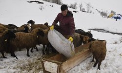 Bitlis'te nisan karı, besicileri zor durumda bıraktı