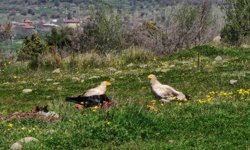 Bolu'da nesli tehlikedeki Mısır akbabaları görüntülendi