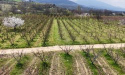 Bursa'da meyve ağaçlarının çiçek açtığı bahçeler dronla görüntülendi/Ek fotoğraflar