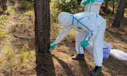 Çam kese böceğine karşı doğaya 'terminatör böcek' salındı