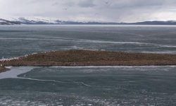 Çıldır Gölü, kuş cennetine döndü