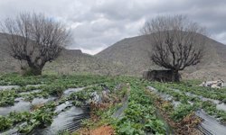 Coğrafi işaretli Sason çileğinde hasat mayısa kaldı / Ek fotoğraflar