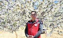 Coğrafi tescilli Demirci kirazında hedef 20 bin ton rekolte