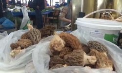 Dağ köylerinde kuzugöbeği mantarı gelir kapısı oldu