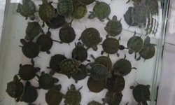 Denizli'deki petshop denetimlerinde 14 papağan ile 150 su kaplumbağasına el konuldu