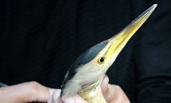 Dersteki teori bahçede pratiğe dönüştü; nesli tükenme tehlikesindeki kuşa öğrenci şefkati