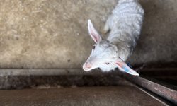 Devlet desteğiyle kurduğu çiftlikte 6 yılda 1300 Ankara keçisine ulaştı