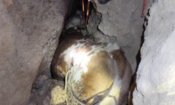Düve düştüğü mağarada sıkıştı