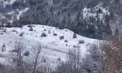 Erzincan Refahiye'de kızılgeyikler görüntülendi