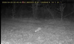 Evinin yakınındaki ormana fotokapan kurup, yaban hayatı görüntüledi