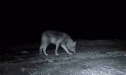 Ganos Dağı'nda fotokapanla kurt, karaca ve porsuk görüntülendi