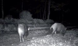 Ganos Dağı'nda karaca ve domuz sürüsü görüntülendi