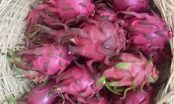 Genç mühendis adayından tropikal serada akıllı dönem