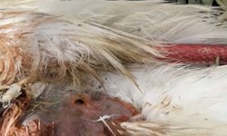 Göç yolundaki 5 leylek tüfekle vuruldu