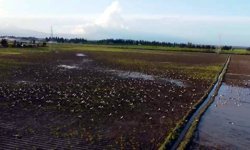 Göç yolundaki Hatay'da mola veren leylekler, sulak alanlar ve gökyüzünü kapladı