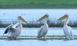 Göç yolundaki pelikan sürüsü, mola verdiği Boğazköy Barajı'nda görüntülendi