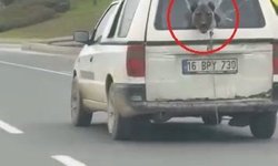 Hafif ticari aracın kırık camından etrafı izleyen köpek kamerada